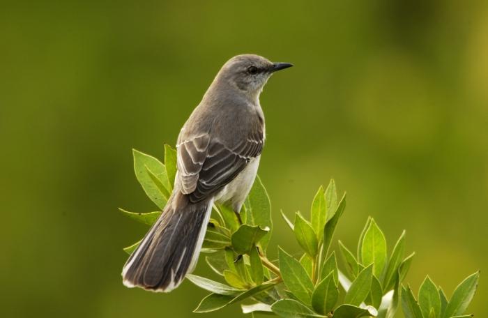 Mockingbird este o pasăre talentată