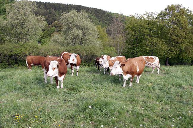 Resursele naturale ale Germaniei pe scurt