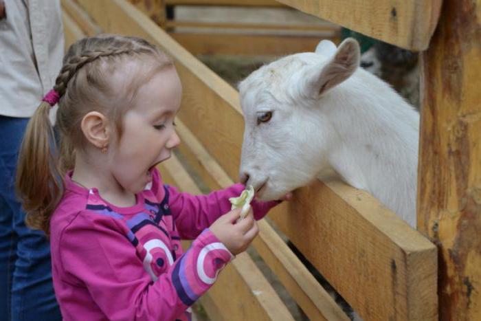 irkutsk grădina zoologică de contact