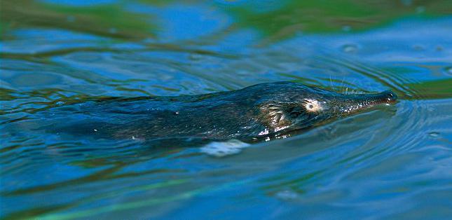 Muskrat rus: descriere, fapte interesante și fotografii