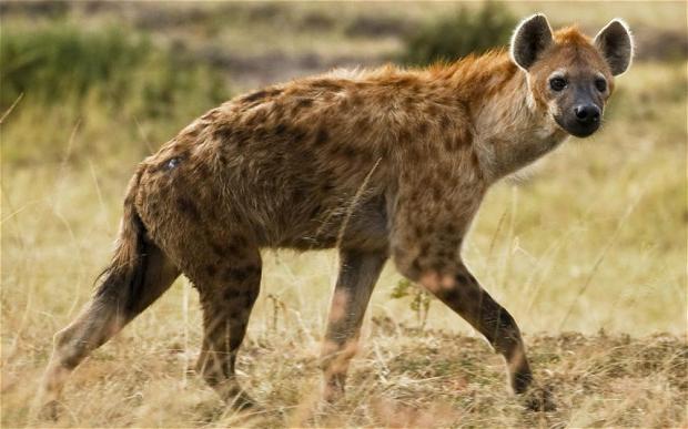 Savannah of Africa: fotografie. Animalele din savana din Africa