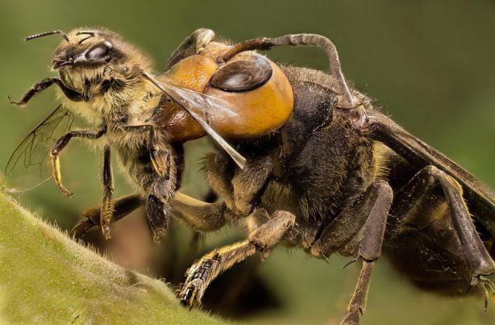 Dead hornets japonez