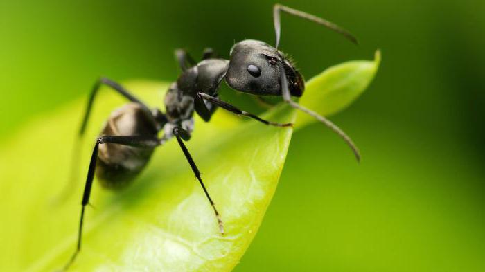 Ce insecte au o păpușă? Tipuri, trăsături de dezvoltare