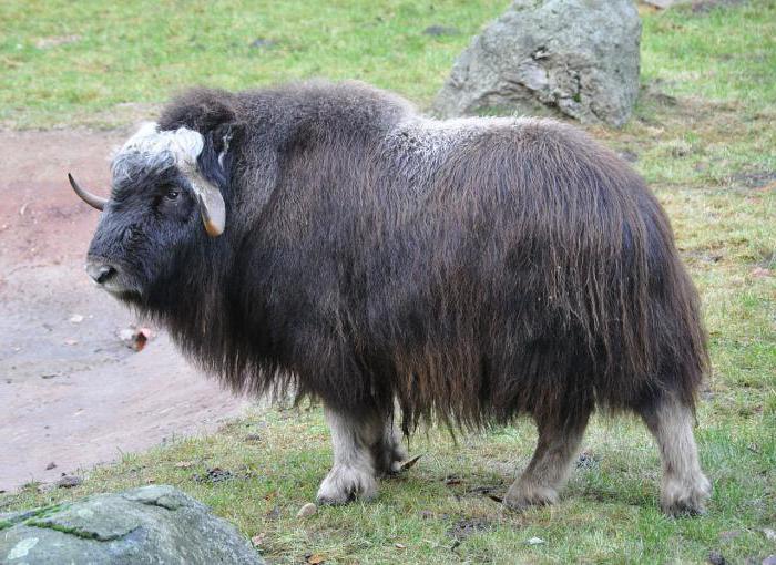 care animal are cel mai lung și mai gros păr