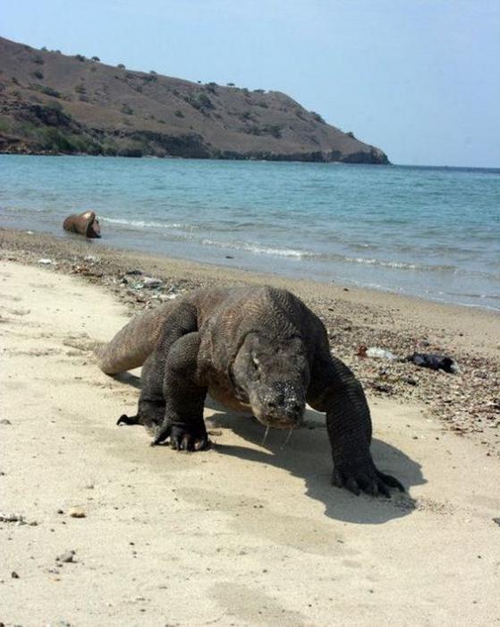 Varana Komodo: descriere și fotografie