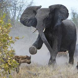 Wildlife: de ce un elefant are nevoie de un portbagaj?