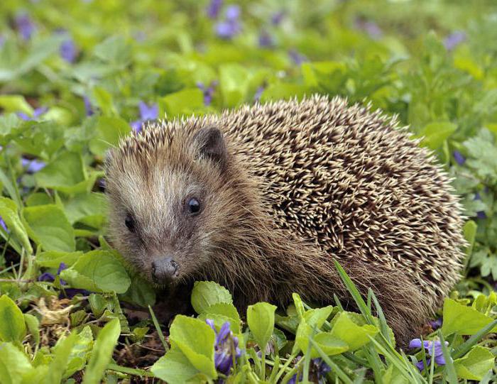 animale carte roșie din regiunea Lipetsk fotografie