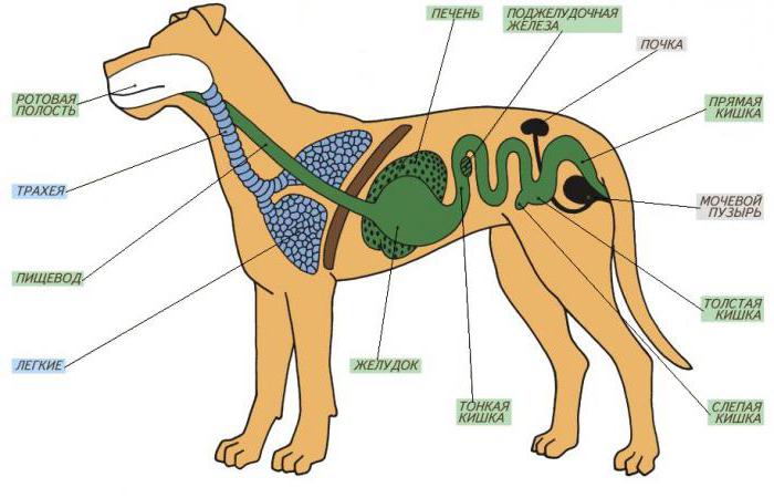 ierbivore mamifere 