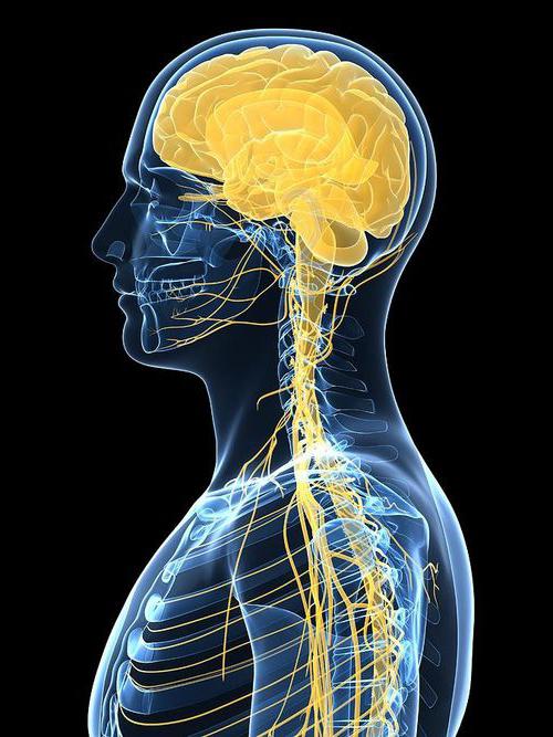 Cum reglează sistemul nervos sistemul endocrin? Câte procese reglează sistemul nervos uman?