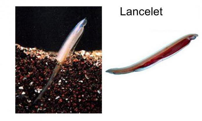 caracteristici ale lancelet