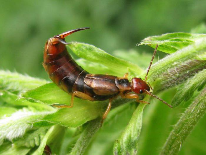 clasa Orthoptera de insecte