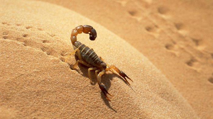 Scorpionii - reprezentanți ai clasei