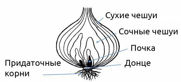 Structura exterioară a becului