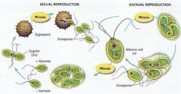 Caracteristici structurale și structura de chlamydomonas