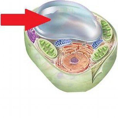 funcția vacuole