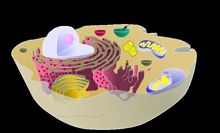 celulele vacuole