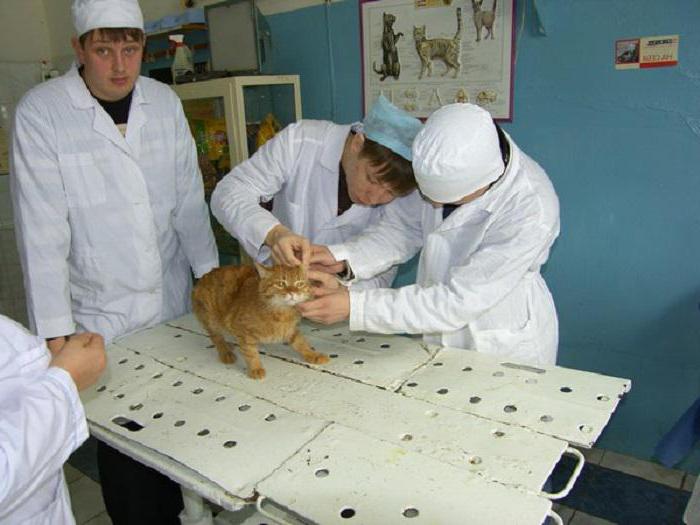 Academia Veterinară din Kazan: facultăți, comitet de admitere, grad de absolvire