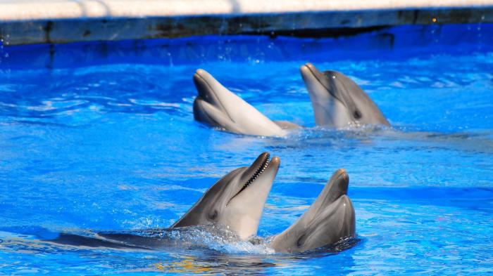 Ce dolphinarium în Sevastopol? Vom afla!