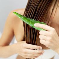 Aloe. Aplicarea în practica medicală