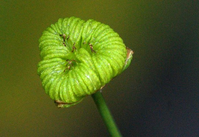 Chasusha plantain: o descriere, aplicație în medicina populară