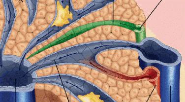 structura organelor interne ale omului