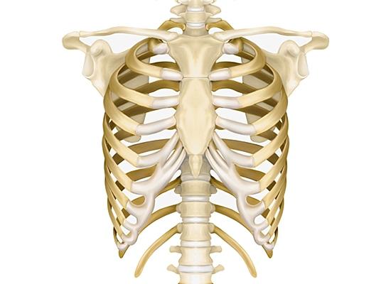 Torace uman: anatomie și funcții de bază