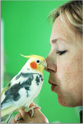 Ornitoza: simptome de boală la om și păsări