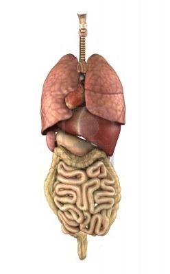 Localizarea organelor interne ale unei persoane