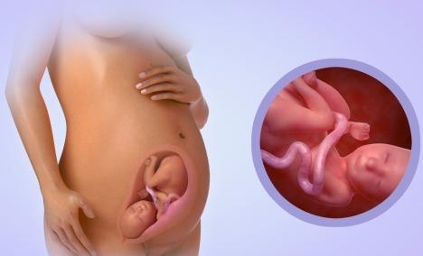 Să analizăm în detaliu modul în care un copil respiră în uter